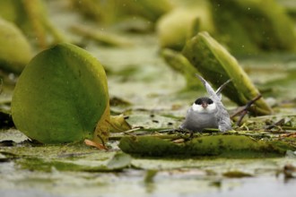 Whiskered Tern (Chlidonias hybrida) female on nest, Danube Delta, Romania