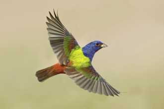 Painted Bunting (Passerina ciris) male flying, Texas, USA