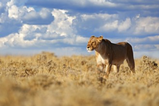 Lion walk. Portrait of African lion, Panthera leo, detail of big animals, Etocha NP, Namibia,