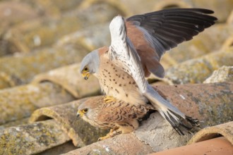 Lesser Kestrel (Falco naumanni) pair mating, Castile-La Mancha, Spain