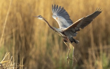 Purpurreiher (Ardea purpurea)