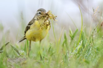 Western Yellow Wagtail (Motacilla flava) carrying nesting material, Burgenland, Austria