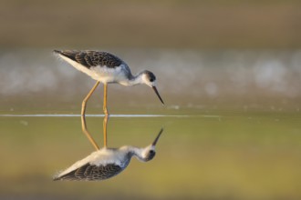 Black-winged Stilt (Himantopus himantopus) juvenile foraging, North Rhine-Westphalia, Germany