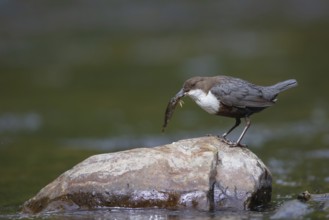 White-throated Dipper (Cinclus cinclus) with food in its beak, North Rhine-Westphalia, Germany