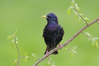 Common Starling (Sturnus vulgaris), Brandenburg, Germany