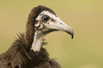 Hooded Vulture (Necrosyrtes monachus) juvenile, Gambia