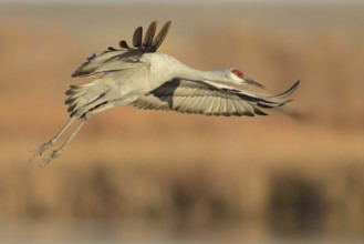 Sandhill Crane (Antigone canadensis) flying, New Mexico, USA