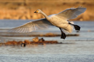 Whooper Swan (Cygnus cygnus) flying, Vaestergoetland, Sweden