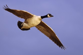 Canada Goose (Branta canadensis) flying, Vaestergoetland, Sweden