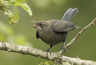 Brewer's Blackbird (Euphagus cyanocephalus), British Columbia, Canada