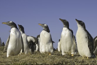 Gentoo Penguin (Pygoscelis papua), Falkland Islands