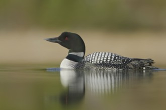 Great Northern Loon (Gavia immer), British Columbia, Canada