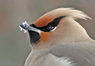 Bohemian Waxwing (Bombycilla garrulus), Saskatchewan, Canada
