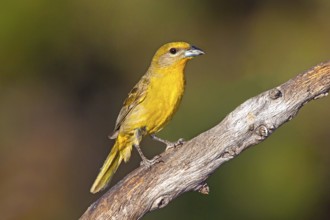Hepatic Tanager Piranga hepatica Santa Rita Mountains, Santa Cruz County, Arizona, United States 16