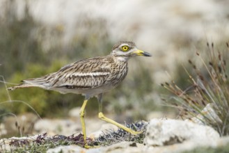 Eurasian Stone-curlew (Burhinus oedicnemus), Cyprus