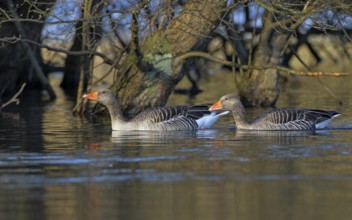 Graugans, lat. Anser anser, Paar schwimmt im Auwaldbereich