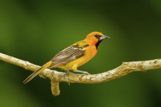 Streak-backed Oriole Icterus pustulatus microstictus El Tuito, Jalisco, Mexico 12 June Immature