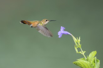 Rufous Hummingbird Selasphorus rufus Tucson, Pima County, Arizona, United States 25 August Immature