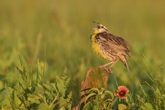 Eastern Meadowlark (Sturnella magna) male singing, Texas, USA