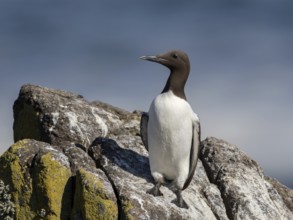 Common Murre (Uria aalge), Scotland, United Kingdom
