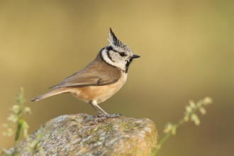 European Crested Tit (Lophophanes cristatus), Germany