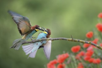 European Bee-eater (Merops apiaster) wrangling, Bulgaria