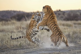 Bengal Tiger (Panthera tigris) two females fighting, captive, Philippolis, South Africa