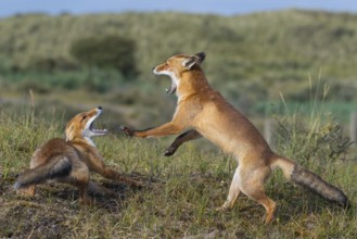 Red Fox (Vulpes vulpes) two adult fighting and playing in grassland, Netherlands