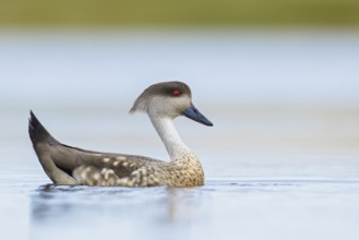 Patagonian Crested Duck (Lophonetta specularioides) on a small pond in the Falkland Islands