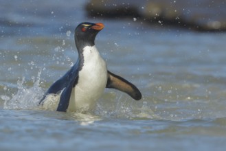 Rockhopper Penguin (Eudyptes chrysocome) emerging from the ocean in the Falkland Islands