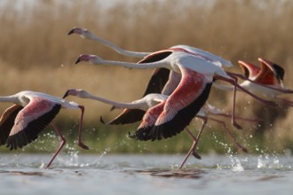 Greater Flamingo (phoenicopterus roseus), taking off from marsh, Castile-La Mancha, Spain