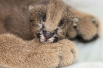 Caracal (Caracal caracal) newborn portrait, Castile-La Mancha, Spain