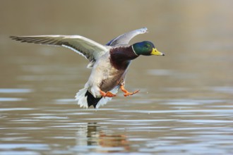 Mallard (Anas platyrhynchos) male flying, British Columbia, Canada