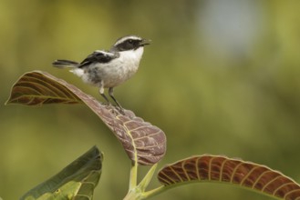 Grey Bush Chat (Saxicola ferreus) male singing, Doi Ang Khang, Thailand