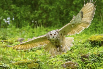 Western Siberian eagle-owl (Bubo bubo sibiricus) flying over a clearing in the forest, Bavaria,