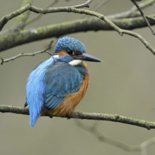 In the branches... Kingfisher (Alcedo atthis) sitting, resting in the branches of a tree, resting,