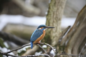 Kingfisher (Alcedo atthis) male in the snow by a stream, Allgäu, Bavaria, Germany, Allgäu, Bavaria,