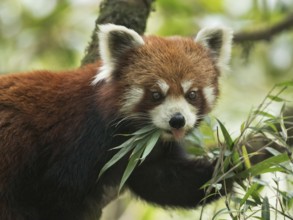 Red Panda (Ailurus fulgens) feeding on bamboo tree, Darjeeling, India
