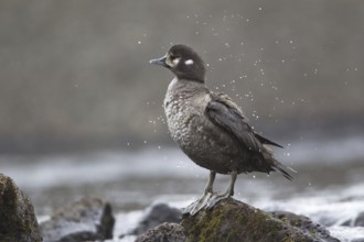Harlequin Duck (Histrionicus histrionicus) female, Iceland