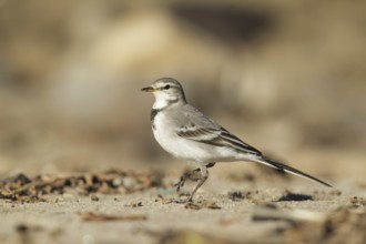 White Wagtail (Motacilla alba), California, USA