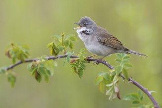 Common Whitethroat (Sylvia communis) male singing, perched on a twig, Poland
