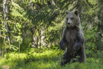 Eurasian Brown Bear (Ursus arctos) standing upright in forest, Finland