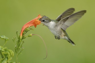 Ruby-throated Hummingbird (Archilochus colubris), Texas, USA