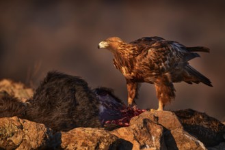 Eagle with cow calf carcass. Golden eagle, stone, Rhodopes mountain, Bulgaria. Eagle, evening