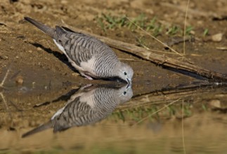 Peaceful Dove (Geopelia placida), Australian Capital Territory, Australia