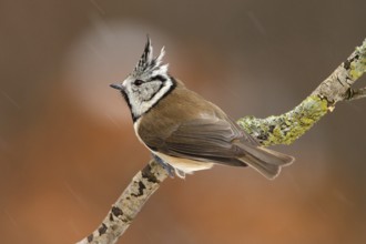European Crested Tit (Lophophanes cristatus), Utrecht, Netherlands