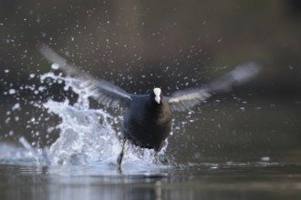 Eurasian Coot (Fulica atra), North Rhine-Westphalia, Germany