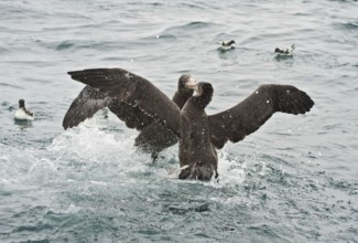 Northern Giant Petrel (Macronectes halli), New Zealand