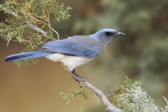 Mexican Jay (Aphelocoma wollweberi), Arizona, USA