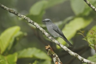 Large Cuckooshrike (Coracina macei), Fraser's Hill, Malaysia